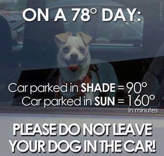 Dog in car