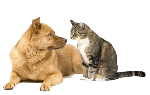 Dog and Cat