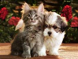 Dog and Cat
