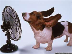 Dog with fan