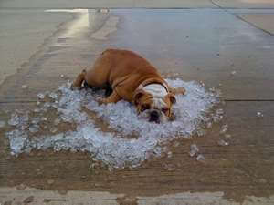 Dog with ice