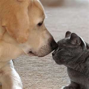 Dog and Cat