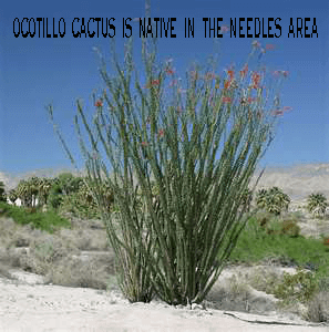 Octillo cactus is native in the needles area