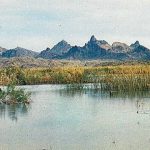 Topock marsh