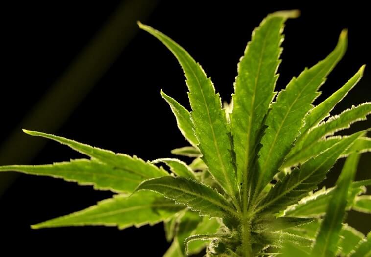 Cannabis - Medical Marijuana Information